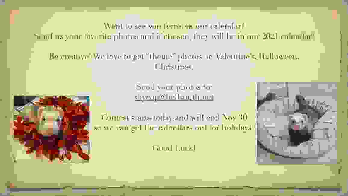 Broward Ferret Rescue Inc.